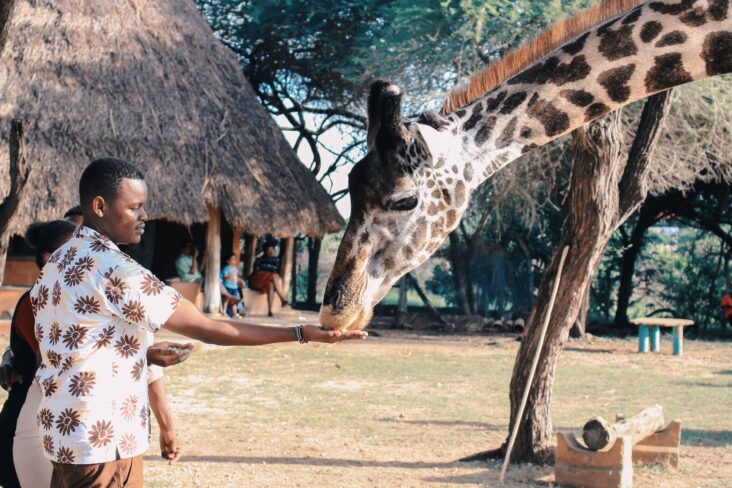 man feeding giraffe