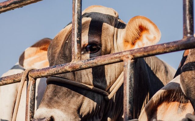 cow behind steel cage