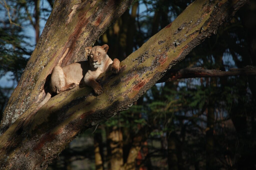 tiger sitting on a tree