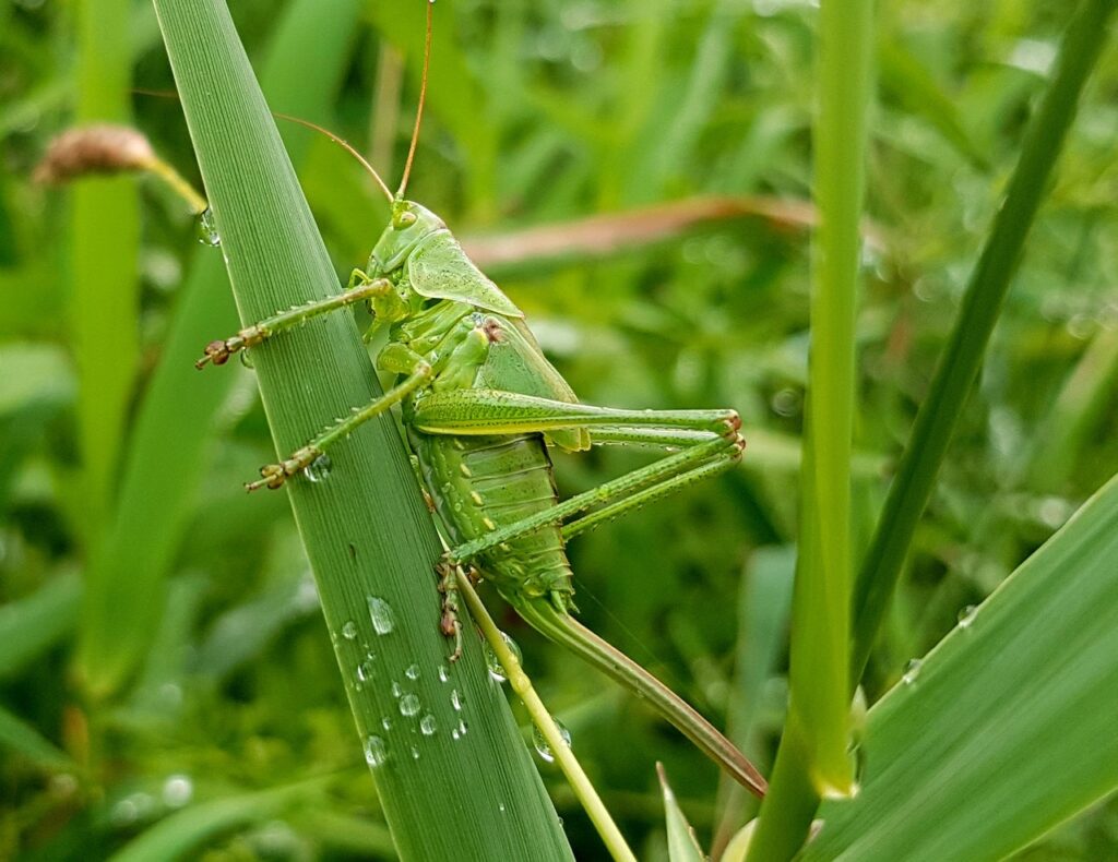 grasshopper clinging with tall grass